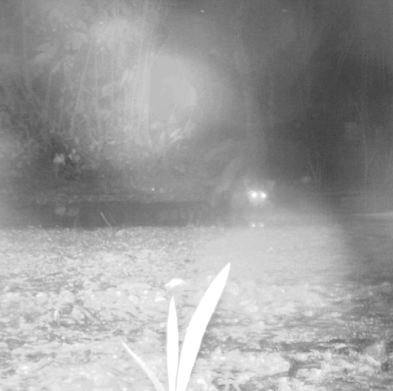 Selective Restoration Image